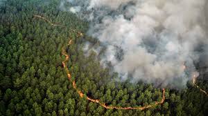 Fransadaki orman yangınlarının sebebi zombi yangınlar mı? Zombi yangın  nedir? | Euronews