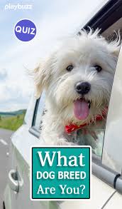 What Dog Breed Are You What Dogs Dog Quiz Dog Breeds
