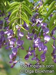 Image result for Bolusanthus