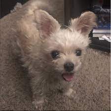 The maltese chihuahua dog breed comes in two coat types. Malchi Maltese Chihuahua Mix