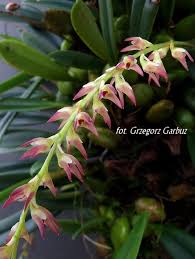 Image result for Bulbophyllum josephi