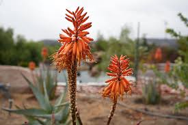 Image result for Aloe arborescens