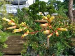 Image result for Woodfordia