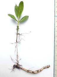 Image result for Stachys aculeolata