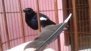 Hal tersebut merupakan informasi yang. Terapi Mandi Untuk Burung Kacer Agar Bulu Cepat Rontok