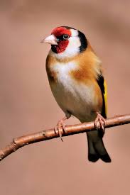 Noch Ein Bunter Hund Forum Fur Naturfotografen Tierpraparation Hunde Bunt