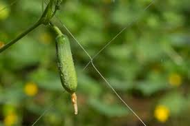 Tomatoes and peppers also last longer if you leave the stems on. 16 998 Yellow Flower Vegetable Farm Stock Photos And Images 123rf