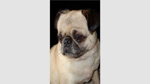 Earpads for sennheiser px100 80 px200 koss porta sporta pro ksc 35 75. Get Pug Dog Wallpapers Microsoft Store