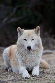 Flickr Login Wolf Dog Wolf Spirit Animal Grey Wolf