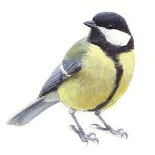 Afbeeldingsresultaat Voor Koolmees Koolmees Vogels Tekenen Vogels