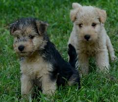 Puppies raised commercially in wire crates are. Rescue Us Lakeland Terrier Club