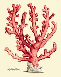 Sea Coral Art Print Vintage Prints Old Prints Ocean Decor Ocean Life Natural History Sea Life Art Antique Nature Prin Sea Life Art Coral Art Coral Art Print