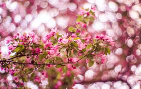 Maybe you would like to learn more about one of these? Wallpaper Light Flowers Background Branch Spring Garden Pink Flowering Bokeh Images For Desktop Section Cvety Download