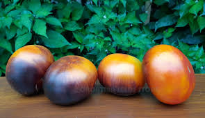 Vines are hardy, vibrant and about 6 feet tall when grown in full sunlight(12 hours). Black And Blue Tomatoes P20 X Beauty King Tomato
