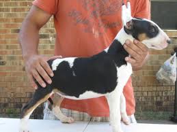 Black And White English Bull Terrier Puppy Bull Terrier Colors White Red White Tri Color Fawn White Brindle White White Black Brindle English Bull Terriers Bull Terrier Mini Bull Terriers