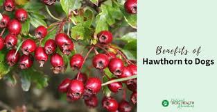 You can schedule an annual checkup, exercise daily. Hawthorn Benefits For Dogs How To Use Hawthorn For Dog Heart Health