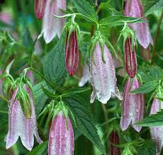 Image result for Euphorbia rubriflora