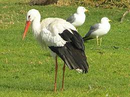Stork, especially a member of the genus ciconia. Bocian Wiktionary