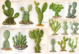 Sitio web donde se pueden encontrar información sobre plantas suculentas y cactus, así como consejos, historias, fotos y más para aprender todo sobre las plantas la botrytis, también conocida como moho gris, es el nombre que se le da a la enfermedad causada por el hongo botrytis cinerea. Nombres De Algunas Variedades Cactus Y Suculentas Identificacion De Cactus Suculentas