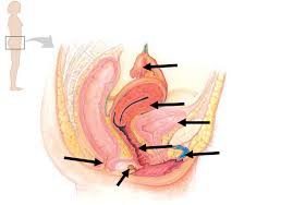 Maybe you would like to learn more about one of these? Side View Female Anatomy Diagram Quizlet