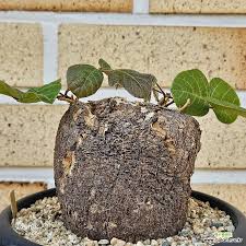 Image result for Adenia gummifera