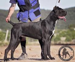 Pin De Guven Cakir En Cao Perros Animales Defensa