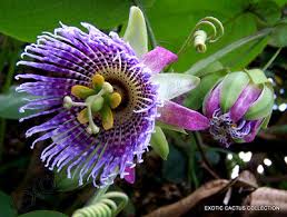 Image result for Passiflora ligularis