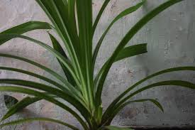 Image result for Pandanaceae