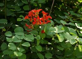 Image result for Bauhinia galpinii