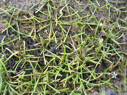 Image result for Limosella