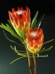 Pin On Flower Guide