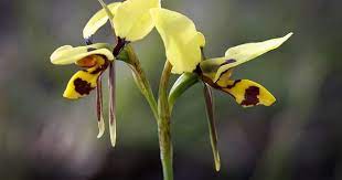 Diuris Sulphurea 3 Beautiful Orchids Unusual Flowers Orchid Plants