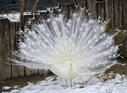 Bird Without Tail Feathers 15 Birds With Spectacularly Fancy Tail Feathers Beautiful Birds Tail Feathers Birds