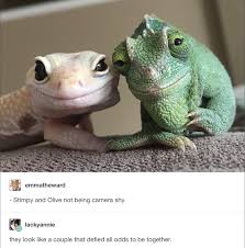 30 Hilarious Memes To Help You Seize The Day Cute Reptiles Cute Animals Funny Animals