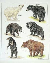 Pin By Jess Kendal On About A Bear Animals Bear Species Animals Wild