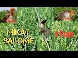 Suara cici padi buat pikatmp3 di jamin ampuhrepublik kicau mania suara cici padi buat pikat mp3 di jamin ampuh. Download Burung Cici Padi Salome Mp3 Mp4 3gp Flv Download Lagu Mp3 Gratis