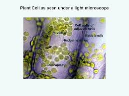 Plant and animal cell differences. The Cell The Cell Is The Smallest Unit