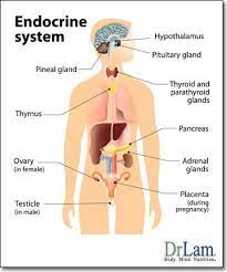 Pin On Thyroid