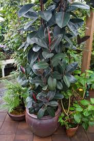 A brilliant spot ensured by a sheer window decoration is my name is richa and i am here to simplify all your houseplants problems and get you a healthy and thriving. Rubber Plant Plants Indoor Plants Inside Plants