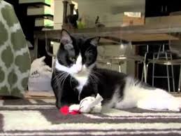 Black And White Tuxedo Cats For Sale Sweet Polydactyl Black And White Tuxedo Cat Mr Feets Original Song Youtube Tuxedo Cat Black And White Tuxedo Cat And Dog Videos