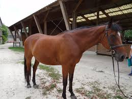 Les haras nationaux organisaient samedi 26 janvier une première vente aux enchères de chevaux de sport et de trait leur appartenant, dont plusieurs étalons. Adoption De Jordana Grand Cheval Selle Francais Region Ile De France