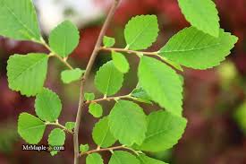 Image result for Eschenbachia ulmifolia