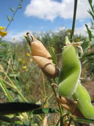 Image result for Crotalaria juncea