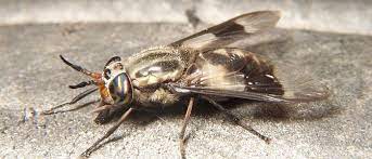 Now, i support horses with flying. today, liston is a captain for united airlines, a company she's been with for 33 years. How To Protect Against Deer Flies