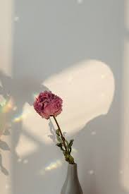 Dried Pink Peony Flower In A Gray Vase Premium Image By Rawpixel Com Teddy Rawpixel In 2021 Flower Background Images Flower Aesthetic Beautiful Flowers