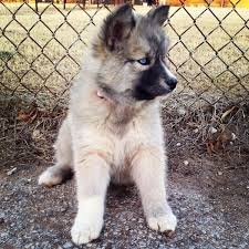 More images for akita german shepherd mixed with husky » Account Suspended Husky Shepherd Mix Cute Animals Shepard Mix