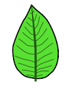 Leaf - Wikipedia