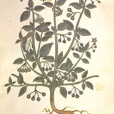 Image result for Solanum memphiticum