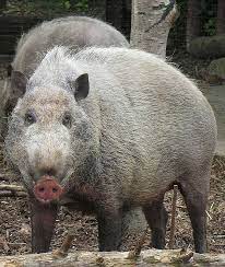 With nicolas cage, alex wolff, cassandra violet, julia bray. Pig Wikipedia