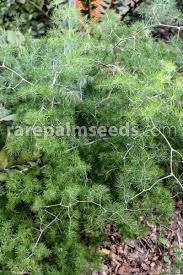 Image result for Asparagus macowanii